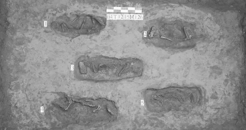 Puppies Found In Ancient Chinese Tombs Were Used As Cheap Sacrifices, In Lieu Of Humans