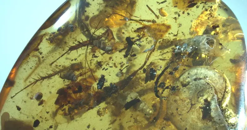 Scientists Find First Ammonite Fossil Ever Preserved In Amber