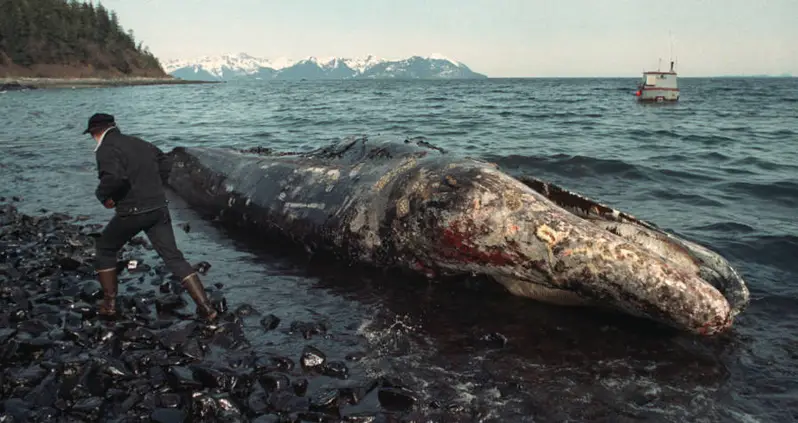 33 Horrifying Photos Of The Damage From The Exxon Valdez Oil Spill