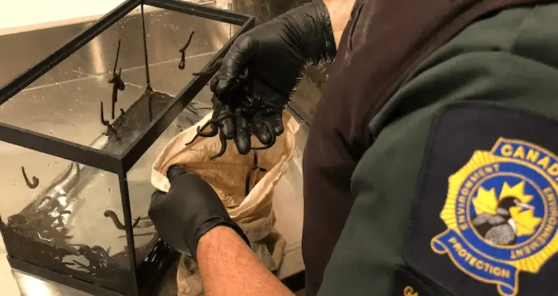 Dogs Sniff Out 4,788 Live Leeches Inside Man’s Luggage At Toronto Airport