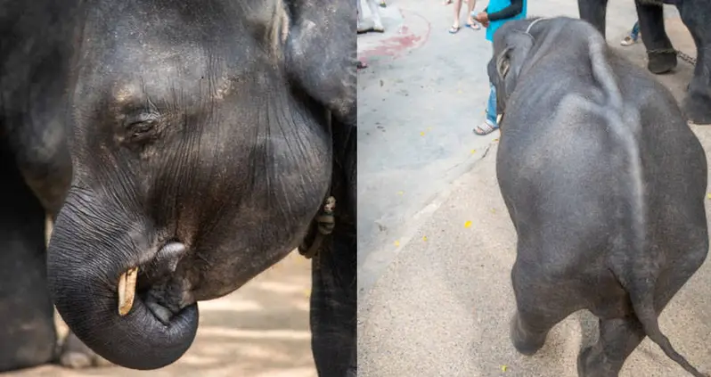 Dumbo The Baby Elephant Dies After Legs Snap While Performing Tricks At Thai Zoo