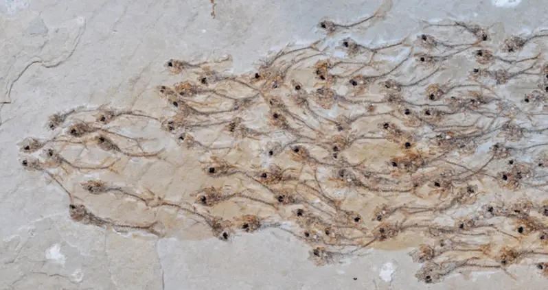 50-Million-Year-Old Fossil Captures A Swimming School Of Fish