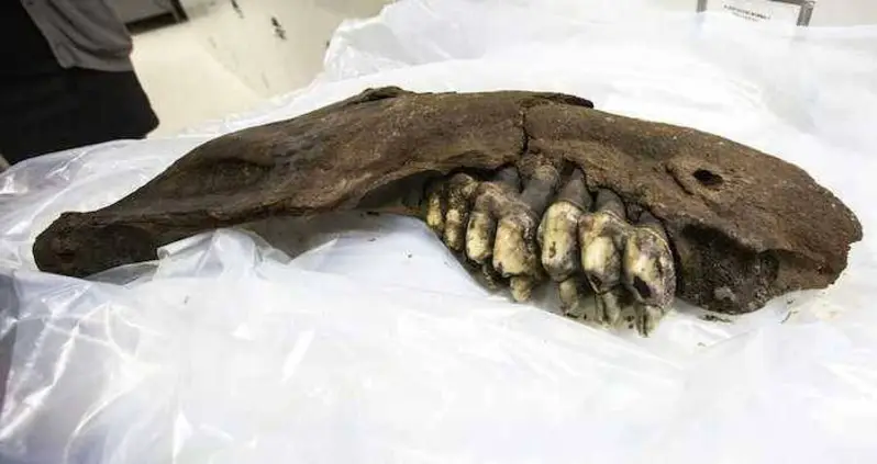 Iowa Teenager Finds 34,000-Year-Old Mastodon Jaw While Walking Around Friend’s Farm