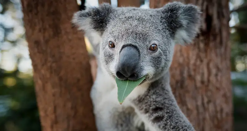 Threatened By Deforestation And Chlamydia, Koalas Are Now “Functionally Extinct”