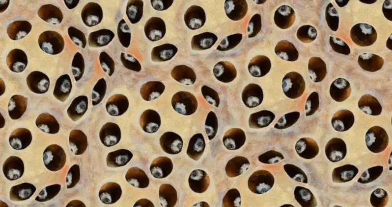 What Is Trypophobia? Inside A Surprisingly Common And Misunderstood Fear