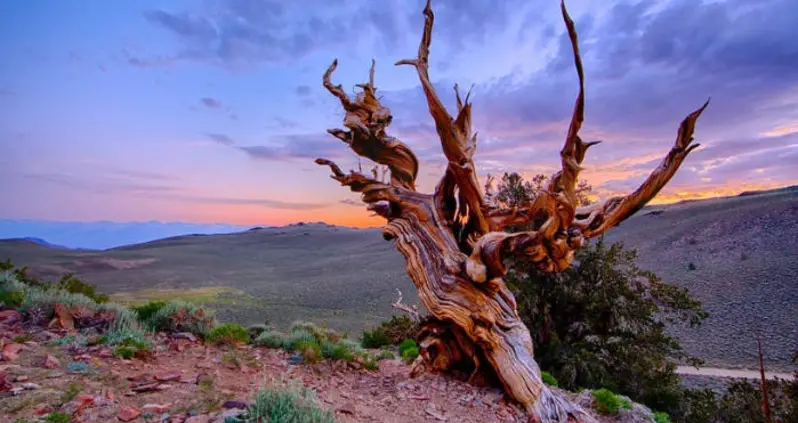 Meet California’s Methuselah Tree, The Oldest Tree In The World