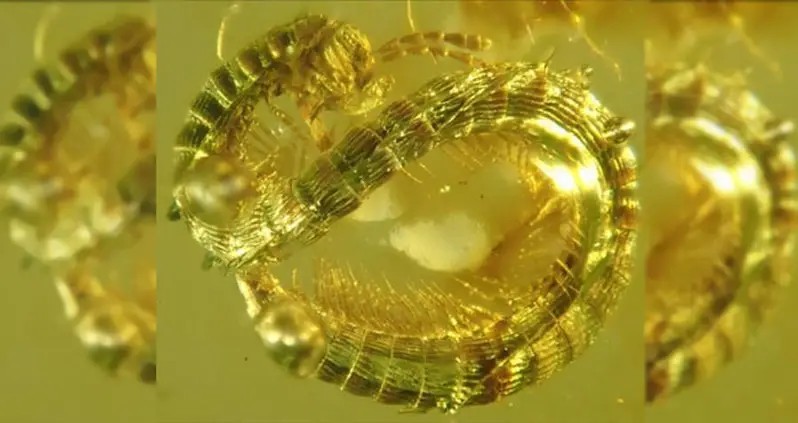 Scientists Find Ancient Species Of Millipede Preserved In Burmese Amber For 99 Million Years