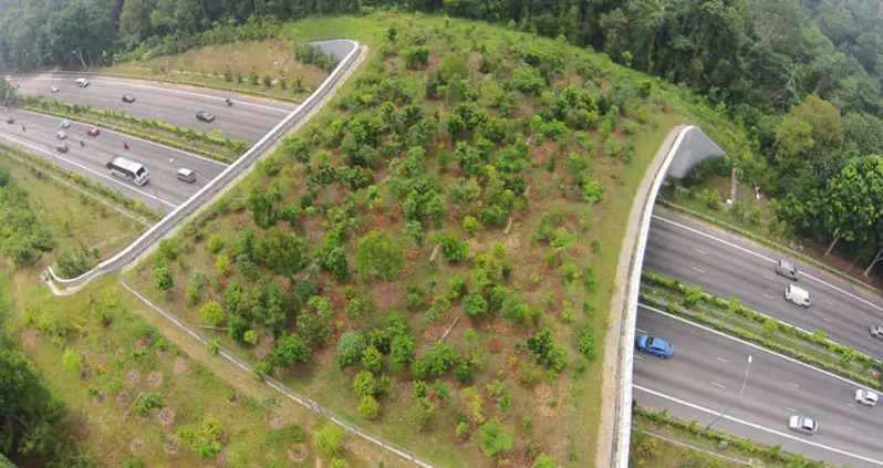 25 Animal Bridges That Are Keeping Wildlife Safe From Humans And Their Cars