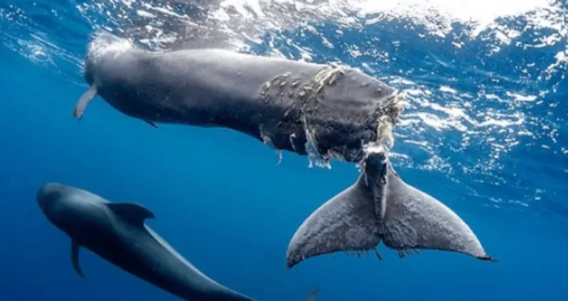 Baby Whale Has Tail Nearly Chopped Off By Boat And Has To Be Euthanized