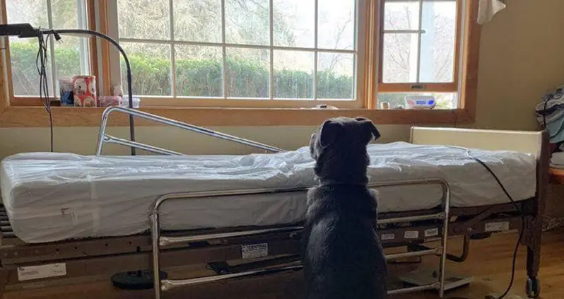 Heartbreaking Photo Of Dog Waiting For Deceased Owner Prompts Hundreds Of Adoption Offers