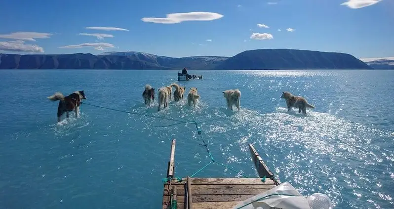 Greenland’s Ice Is Melting So Much, These Sled Dogs Look Like They’re Walking On Water