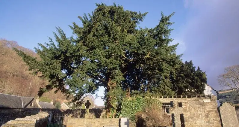 Handsy Tourists Are Destroying The Oldest Tree In The U.K. And Potentially All Of Europe