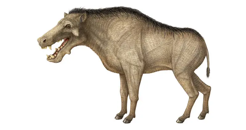 Meet The Entelodont, The Horse-Sized “Hell Pig” Whose Teeth Were As Thick As A Human Wrist