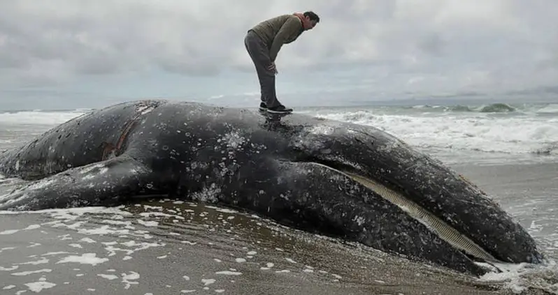 Gray Whales Are Dying At An Alarming Rate—And Researchers Are Running Out Of Space For Their Corpses