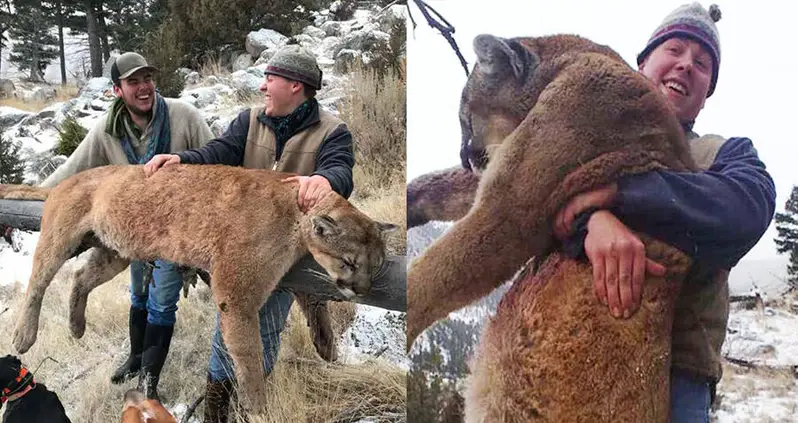 Three Hunters Brag About Illegally Killing Yellowstone Mountain Lion Online — And Get Caught