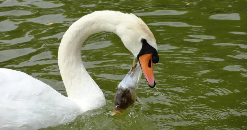 Fish Egg Survives And Hatches After A Swan Ate It And Pooped It Out