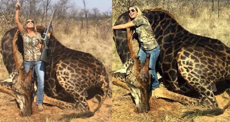 American Trophy Hunter Killed Rare Black Giraffe, Turned Its Skin Into A Gun Bag And Throw Pillows