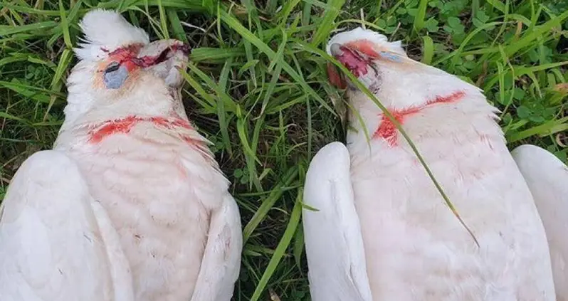 ‘Something Out Of A Horror Movie’: Rescuers Find Dozens Of Dead Birds Bleeding Out Of Their Eyes