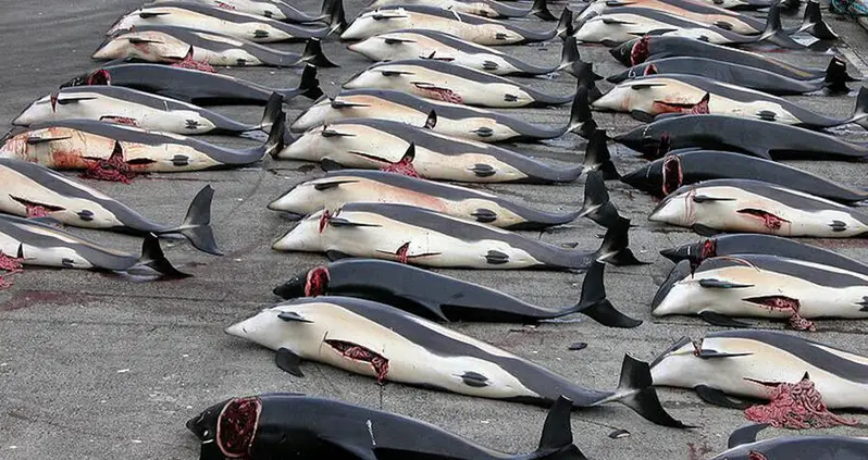 Despite Public Outcry And Low Demand, Japan Resumes Whale Hunting After 31-Year Ban