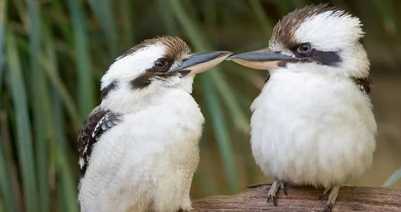 Birds Mating On Power Line Zapped By 700,000 Volts Of Electricity Causing 1,000 Aussie Homes To Go Dark