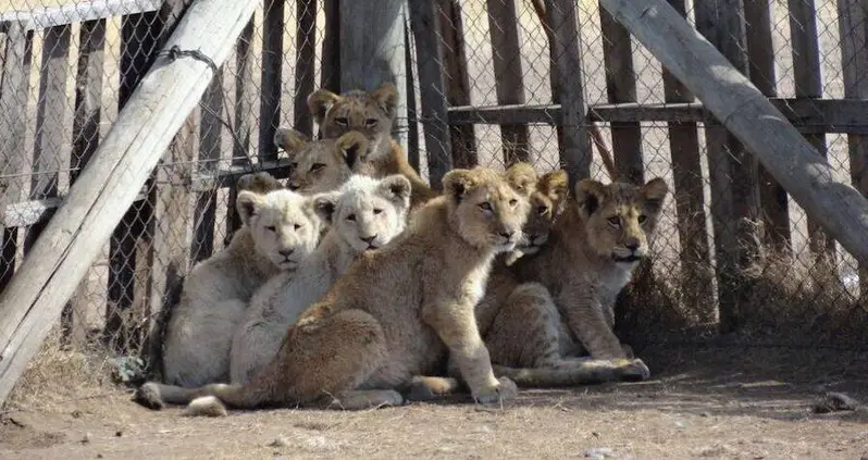 Lions And Tigers Are Bred In Disturbing Farms To Supply Chinese Medicine Trade, Report Shows