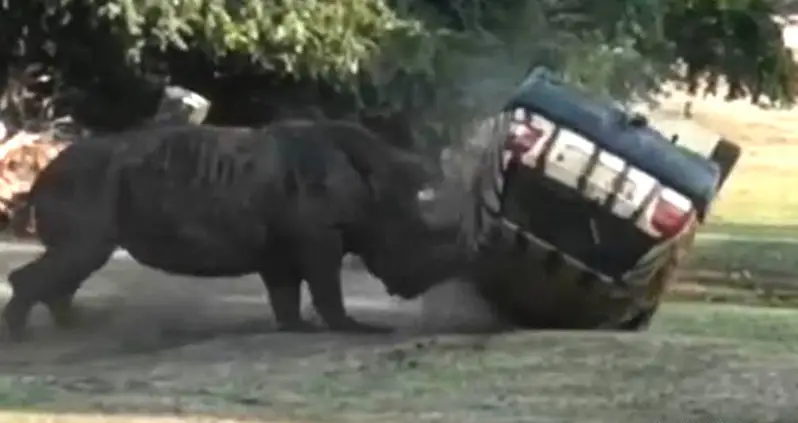 Watch As This Rhino Goes On A Rampage Against A Zookeeper’s Car While She’s Stuck Inside