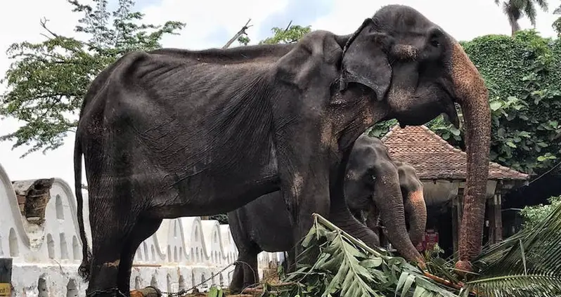 Emaciated Elephant Forced To March In Sri Lankan Parade Shocks The World