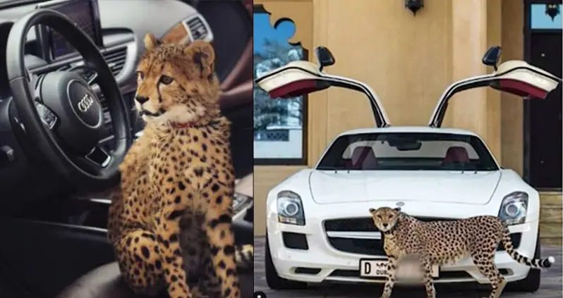 Wealthy Middle Easterners Are Buying ‘Pet Cheetahs’ At Alarming Rates — And It May Lead To Their Extinction