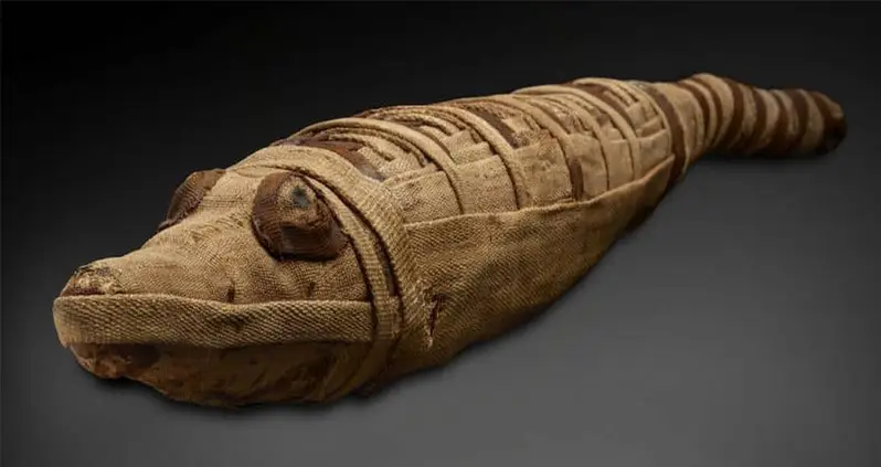 Ancient Egyptians Hunted Crocodiles Specifically So They Could Mummify Them, New Study Suggests