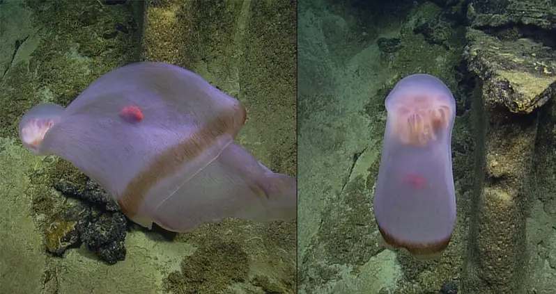 Mind-Bending Jellyfish Species Captured Shape-Shifting At 2,500 Feet Below The Pacific