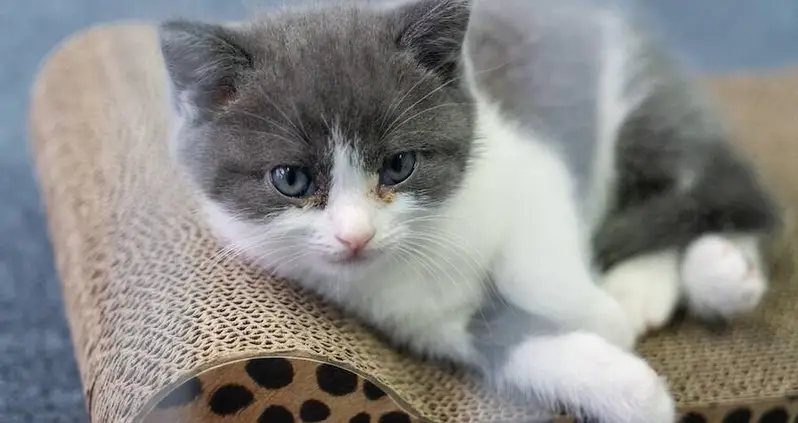 Grieving Cat Owner Drops $35,000 To Create China’s First Cloned Kitten