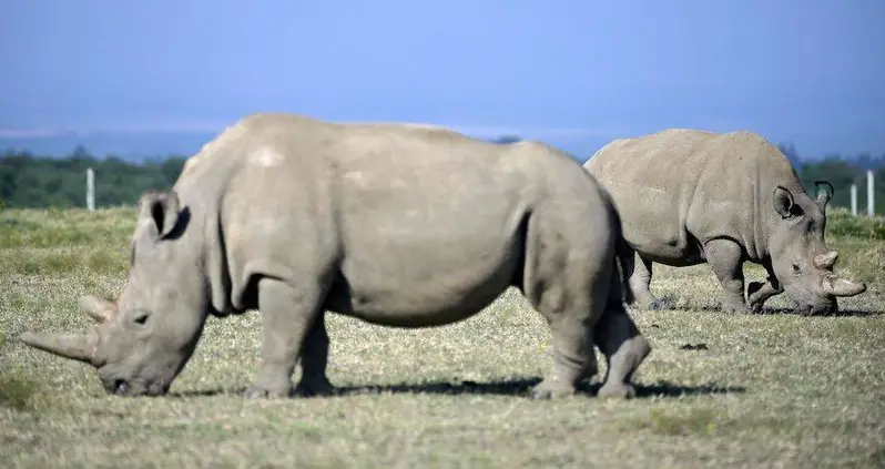 Scientists Just Created Viable Embryos From The World’s Last Two Northern White Rhinos