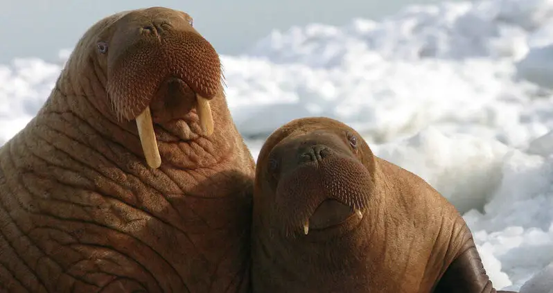 Russian Naval Vessel Attacked And Sunk By Aggressive Walrus During Arctic Expedition