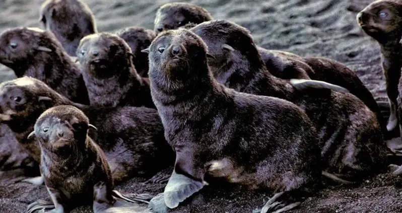 Northern Fur Seals Are Thriving On An Active Volcanic Island In Alaska