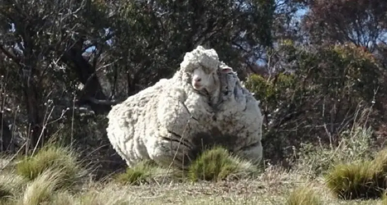 Chris The Sheep, Once The World’s Wooliest, Has Died