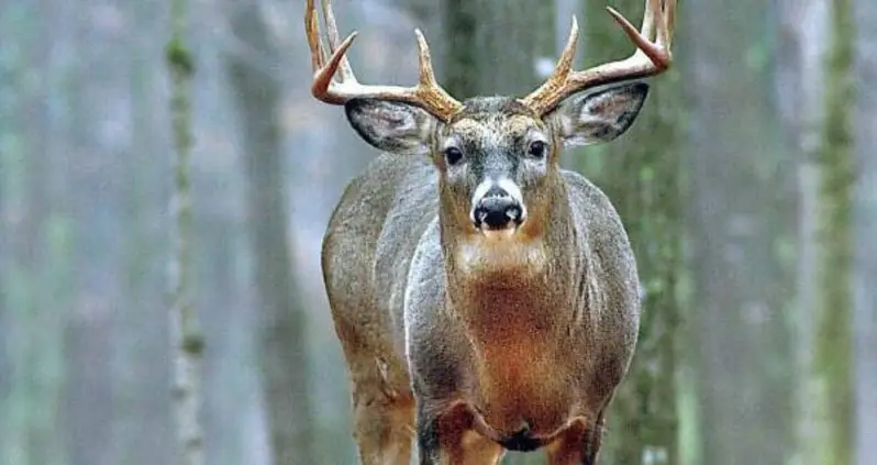 Hunter Gored To Death By Deer’s Antlers After He Thought He Killed It