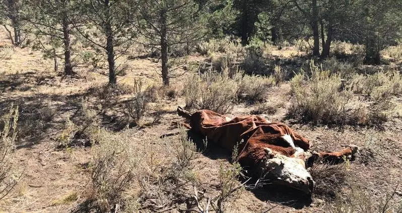 Dead Cattle In Oregon Found With Sex Organs Cut Out And Drained Of Blood