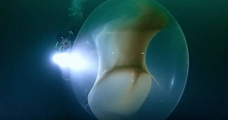 Divers Looking For WWII Shipwreck Find Enormous, Gelatinous Orb With Thousands Of Baby Squid Inside