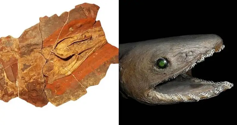 This Ancient Shark That Lived 360 Million Years Ago Looked Like An Eel