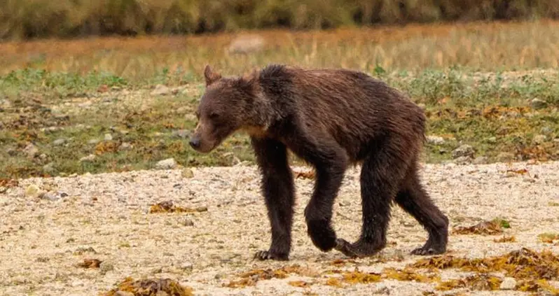 Bone-Thin Grizzly Bears Starve As Climate Change And Farming Decimate Salmon Population