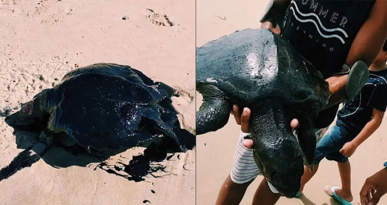 Turtles And Other Marine Life Are Dying In A Brazilian Oil Slick And Scientists Can’t Explain It