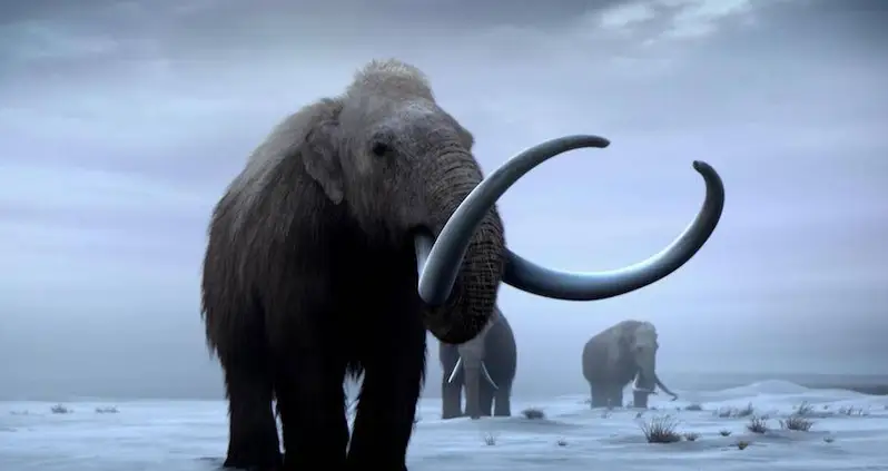 The Last Woolly Mammoths On Earth Died Of Catastrophic ‘Icing Events,’ New Study Finds