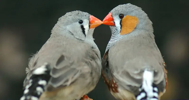 Scientists Implant Fake Memories Into Birds To Teach Them New Songs À La ‘Inception’