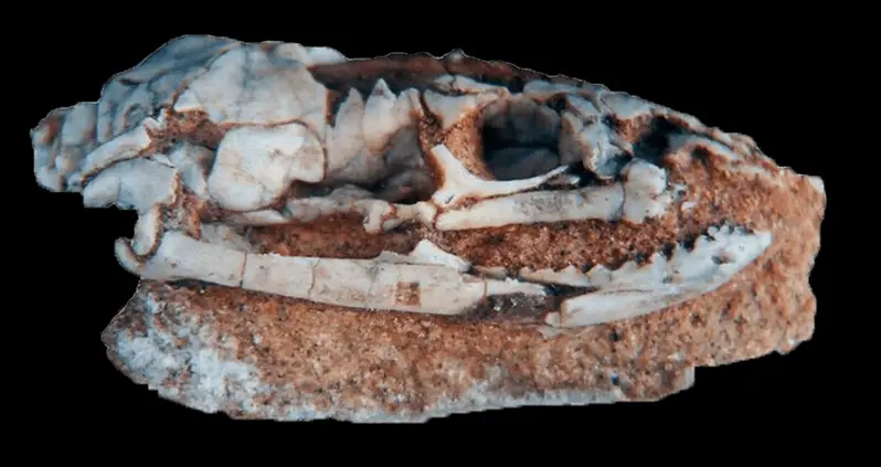 This 95-Million-Year-Old Skull Is From An Ancient Snake That Had Legs