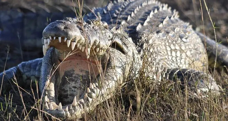 11-Year-Old Girl Wrestles With Deadly Crocodile To Save Her 9-Year-Old Friend