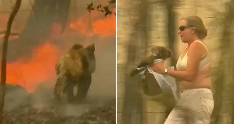 Woman Literally Pulls Shirt Off Her Back To Rescue A Trapped Koala From An Australian Bushfire