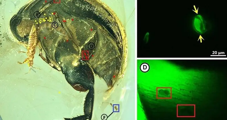 This Fossilized Beetle May Have Been One Of The First Insects To Pollinate — 99 Million Years Ago