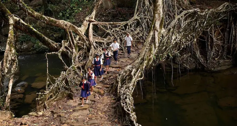 India’s Living Root Bridges Could Be The Future of Green Design