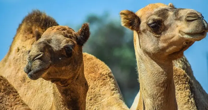 Australia Has Lost 1 Billion Animals To Wildfires — Now It Will Kill 10,000 Feral Camels