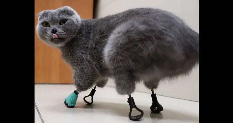 Meet Dymka, The Bionic Cat Whose Frostbitten Paws Were Replaced With Titanium Ones